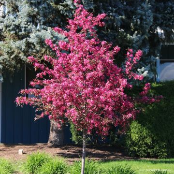 Pommier d'ornement - Malus Royal  Raindrops