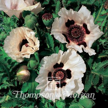 Papaver orientale Checkers