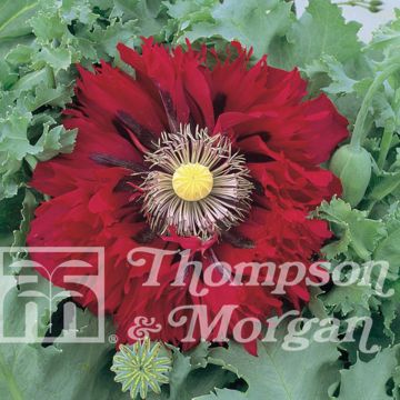 Papavero da oppio Seriously Scarlet