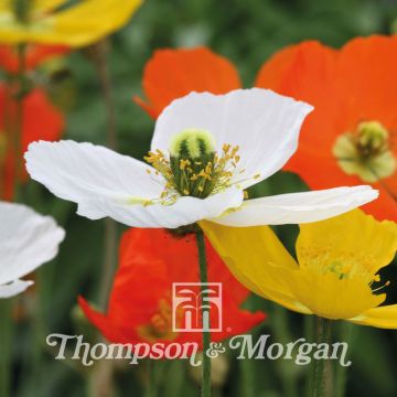 Papaver nudicaule Summer Breeze Mixed