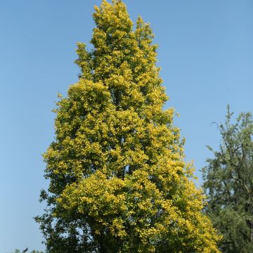 Populus nigra Lombardy Gold - Pioppo nero