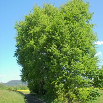 Populus tremula - Pioppo tremulo