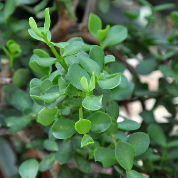 Portulacaria afra Macrophylla