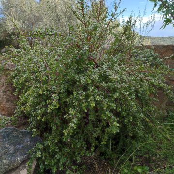 Portulacaria afra