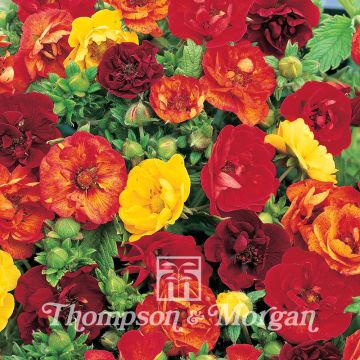 Potentilla atrosanguinea Fireball Mixed - Cinquefoglia