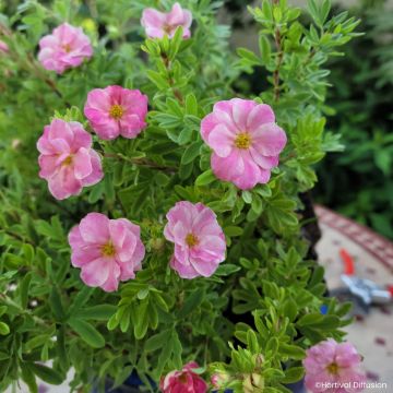 Potentilla fruticosa Double Punch Pink - Potentille arbustive