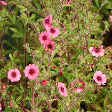 Potentilla nepalensis Miss Willmot