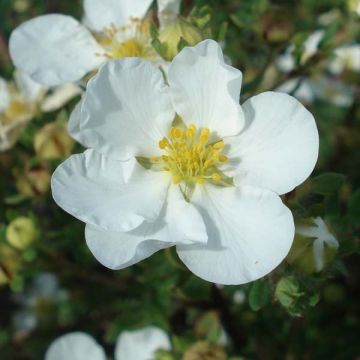 Potentilla fruticosa Abbotswood