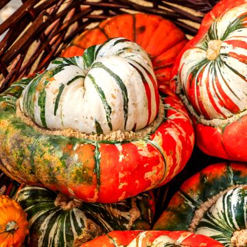 Zucca Giraumon Turban - Vilmorin