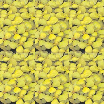 Portulaca oleracea Doré - Porcellana