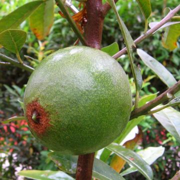 Pouteria obovata - Lucuma