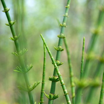 Equisetum fluviatile - Equiseto fluviatile