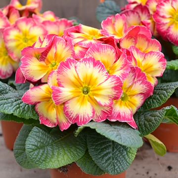 Primula Cabaret Bicolour Rose & Yellow