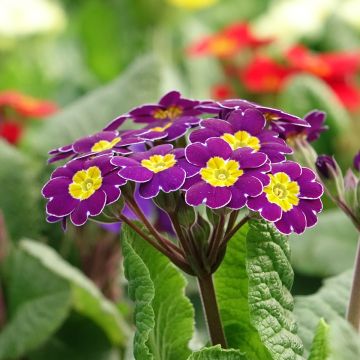 Primula elatior Veristar Late Twinkle Violet - Primula maggiore
