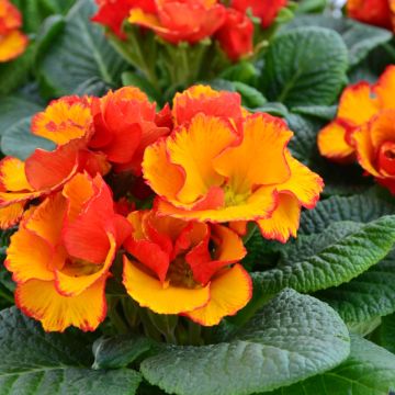 Primula Chinese New Year