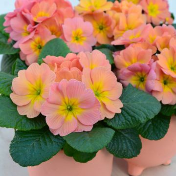 Primula Mango