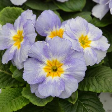 Primula Porcelain Blue