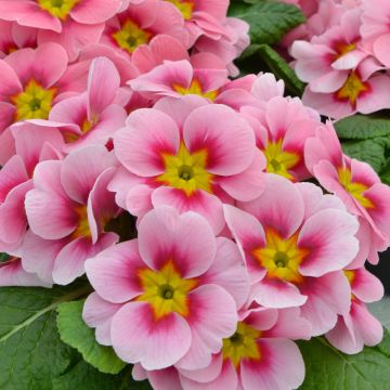 Primula Ringostar Cherryblossom