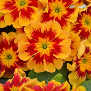 Primula Starfire