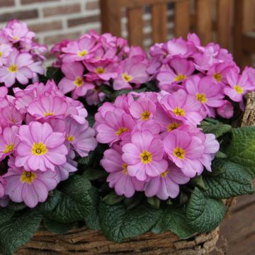 Primula Woodland Rose