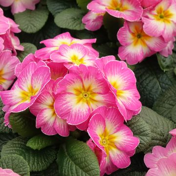 Primula Lipstick