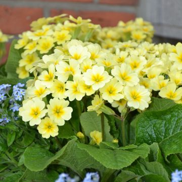Primula eliator Veristar Lemon - Primula maggiore
