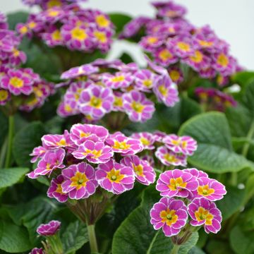 Primula eliator Violet Laced - Primula maggiore