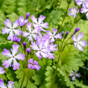 Primula sieboldii Dancing Ladies