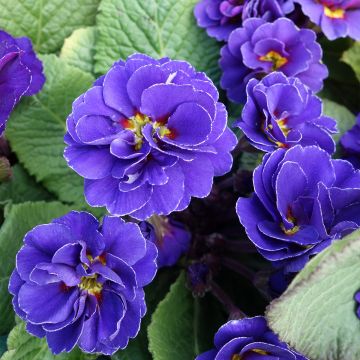 Primula Miss Indigo