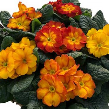 Primula Primus F1 Autumn