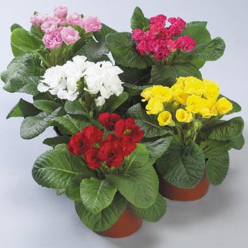 Primula Rosanna Mix F1