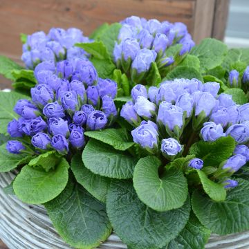 Primula Rosebud F1 Crocus blue