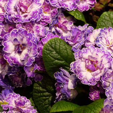 Primula Belarina Lively Lilac