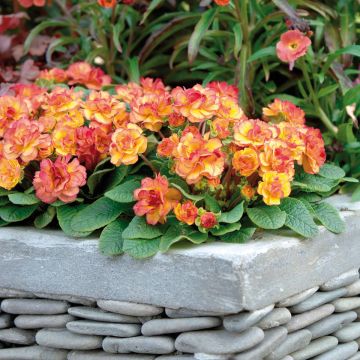 Primula Belarina Nectarine