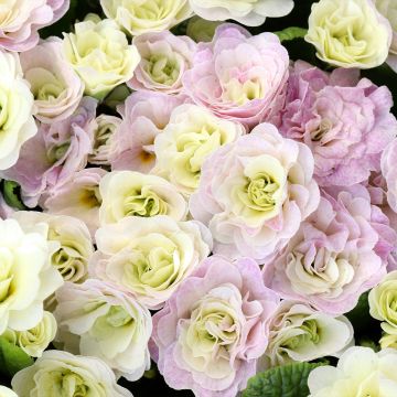 Primula Belarina Pink Ice