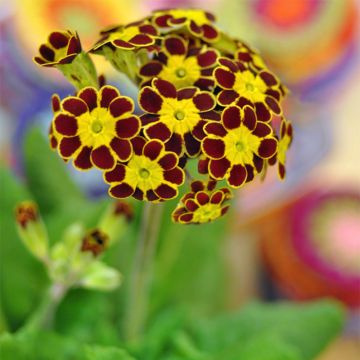 Primula eliator Gold Lace Red - Primula maggiore