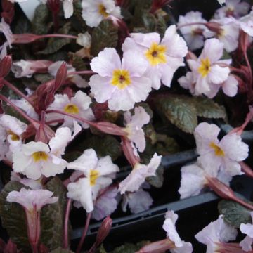 Primula Guinevere