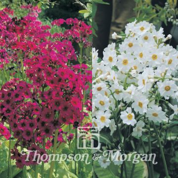 Primula japonica Mixed - Primula giapponese