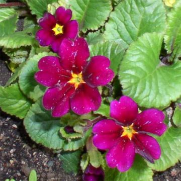 Primula juliae Ideaal