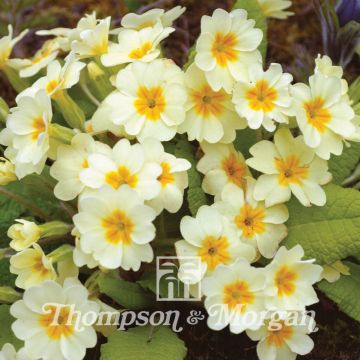 Primula vulgaris (semi) - Primula comune