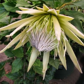Protea cynaroides White Crown - Protea Re