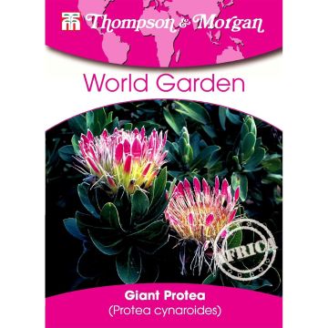 Protea cynaroides (semi) - Protea Re