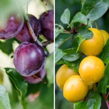 Prunier Duo Black Amber et Golden Japan