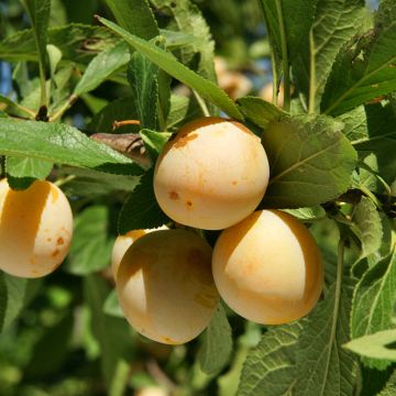 Prugnolo da siepe Badoual Bio