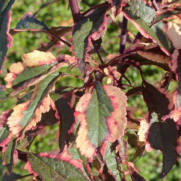 Prunus cerasifera Hessei - Ciliegio da fiore