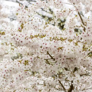 Prunus The Bride - Ciliegio da fiore