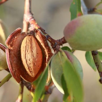 Mandorlo Desmayo Largueta