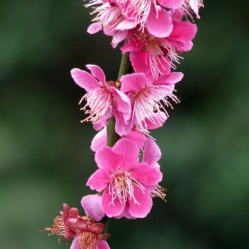 Prunus mume Beni Chidori - Albicocco giapponese