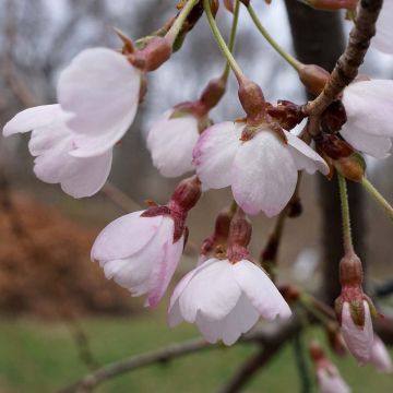 Prunus yedoensis Shidare Yoshino - Ciliegio da fiore