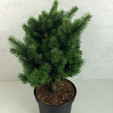 Pseudotsuga menziesii Pannenhoef - Abete di Douglas